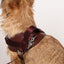 Saddle Harness : Burgundy