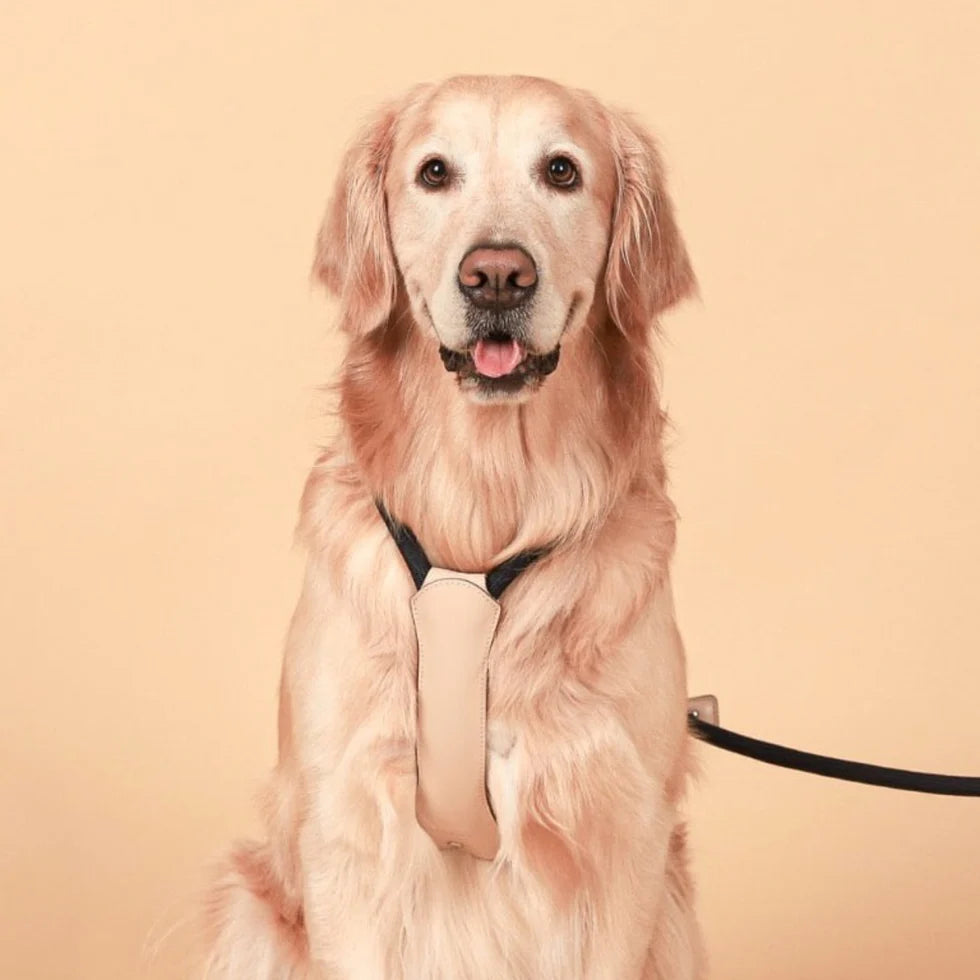 Essential Harness - Navy