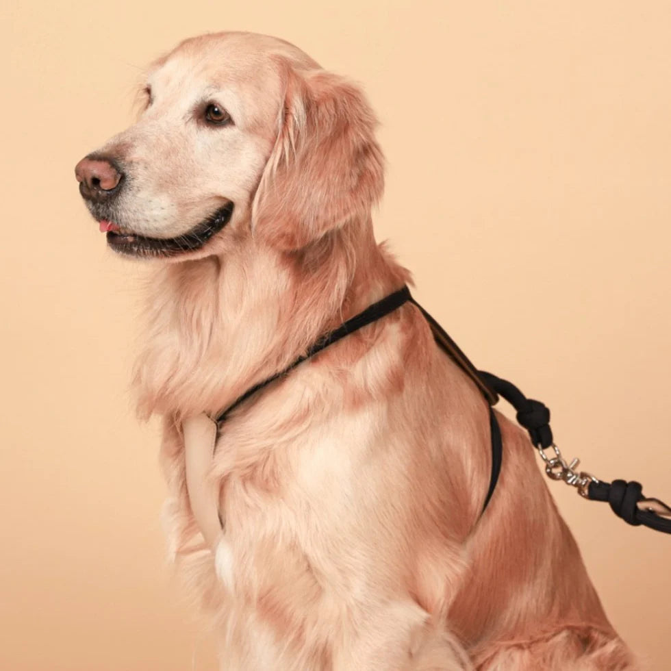 Essential Harness - Navy