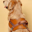 Saddle Harness : Camel