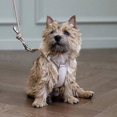 Essential Harness - Beige