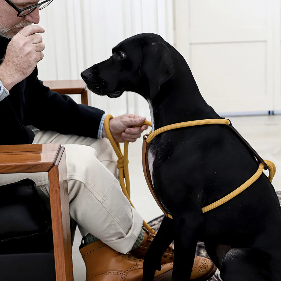 Essential Harness - Mustard