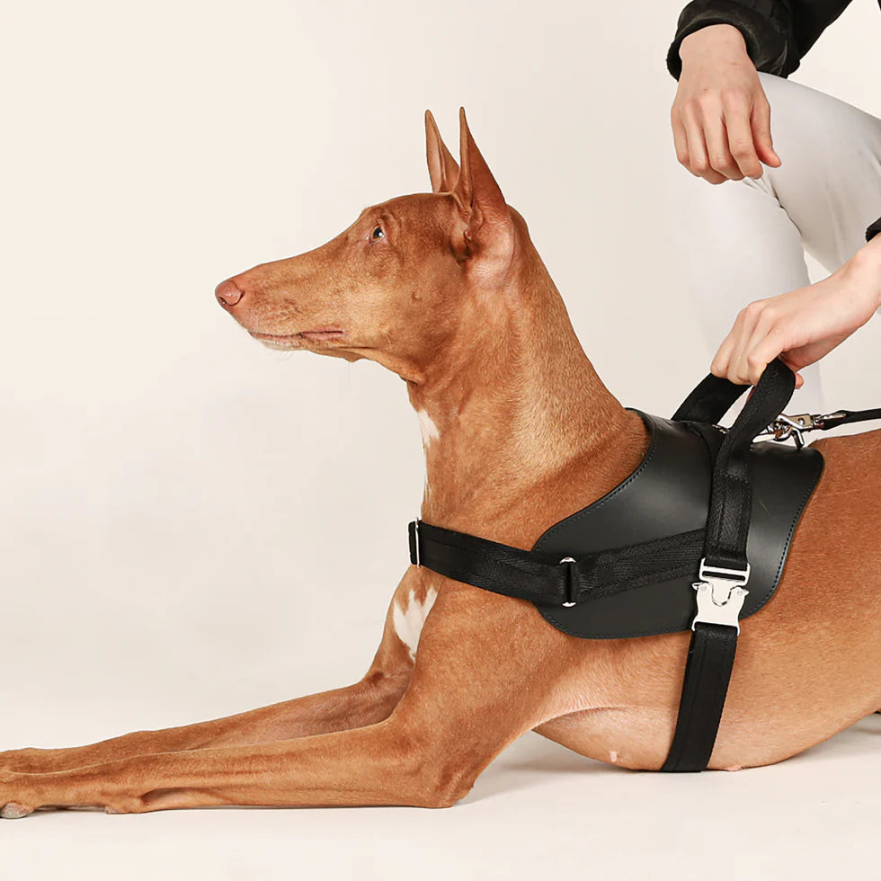 Saddle Harness : Black