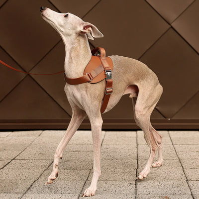 Saddle Harness : Camel