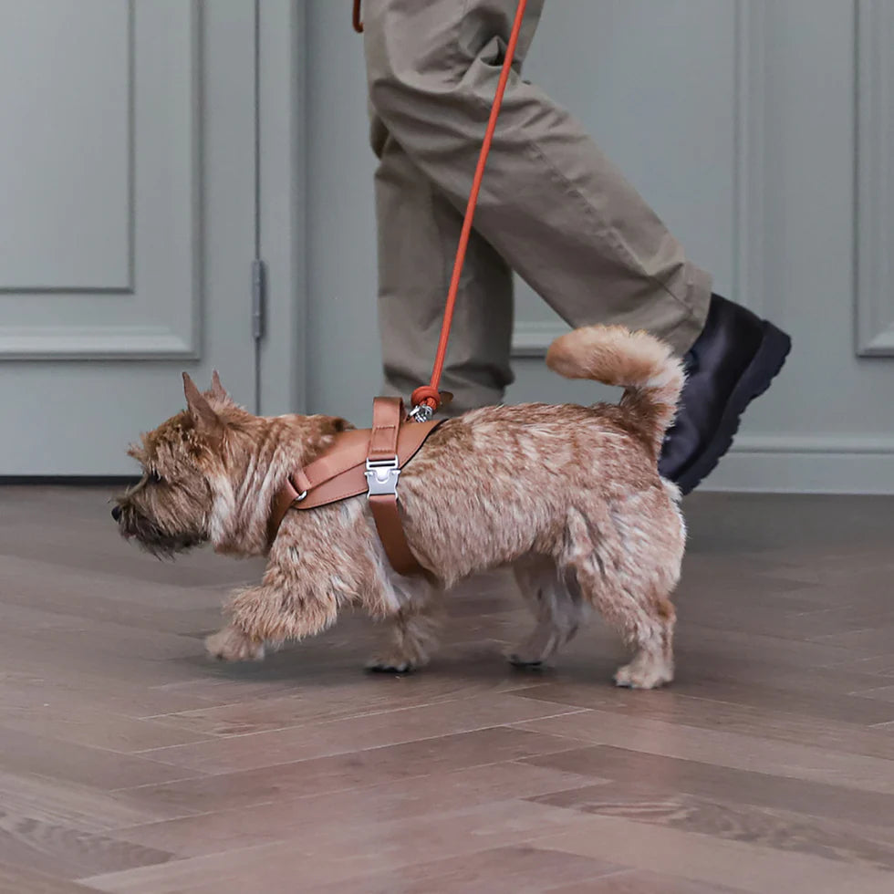 Saddle Harness : Camel