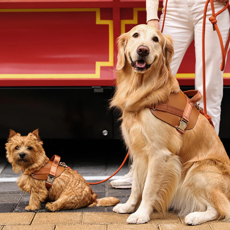 Saddle Harness : Camel